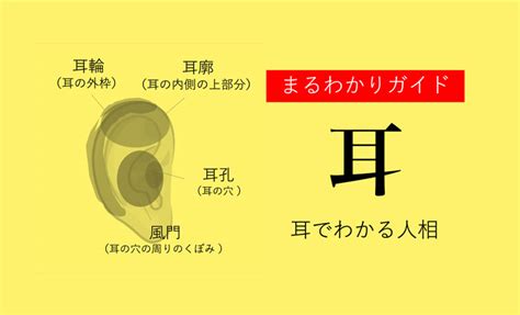 耳形相学|【占い師監修】耳の形で性格や恋愛傾向が丸わかり！。